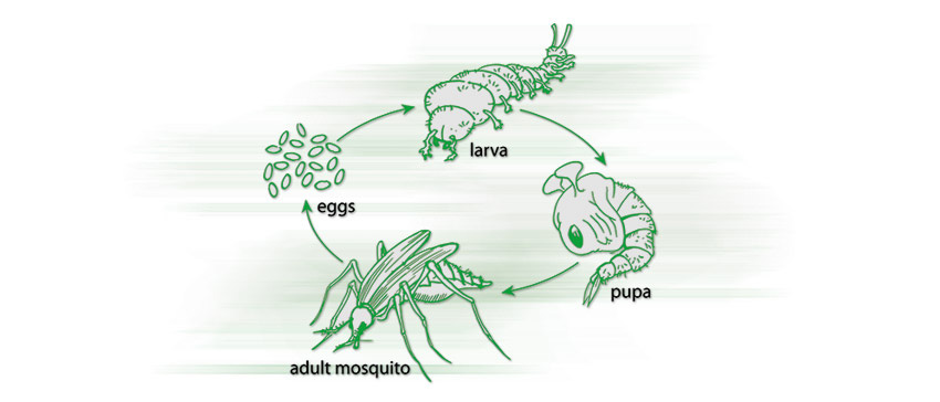 Lifecycle Mosquito Igeba
